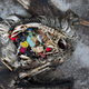 Image for article titled Whales, Meet Garbage Patch